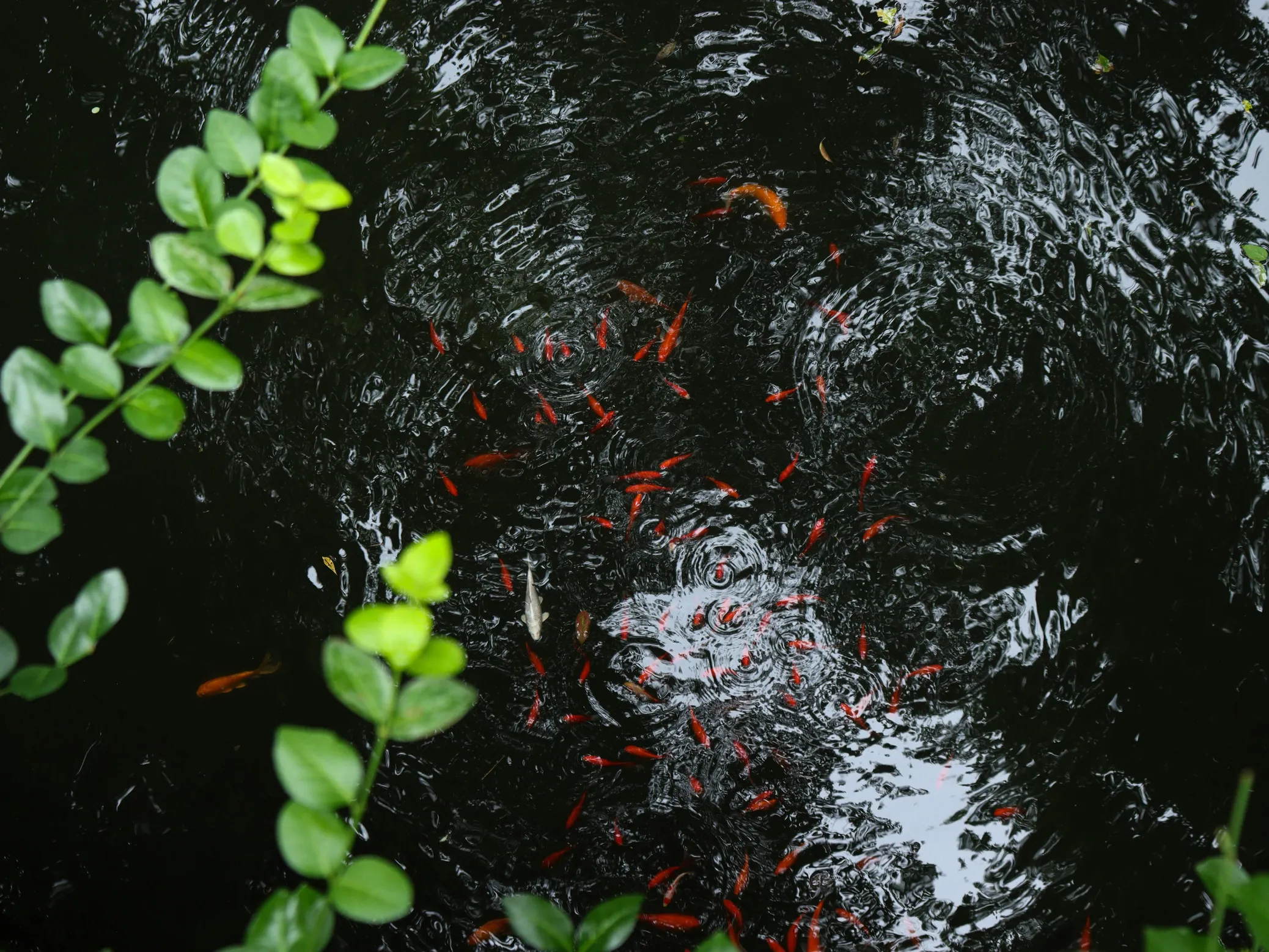 Water surface with fish and leaves, relevant to concrete pool excavation and ground stability.